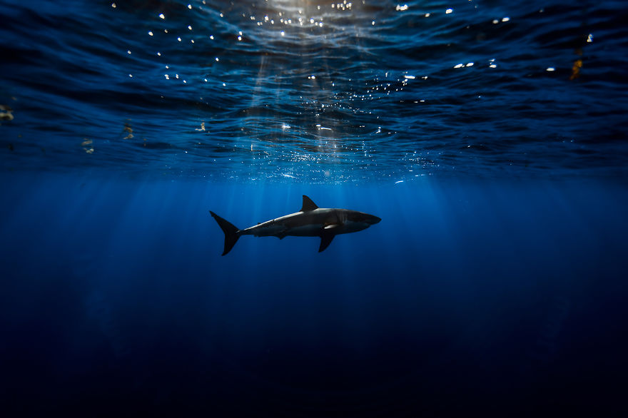 Люси - фотогеничная белая акула (16 фото)