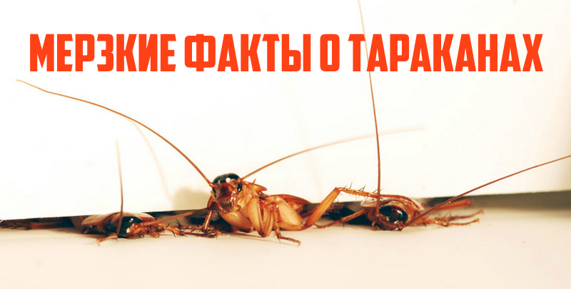 Мерзкие факты о тараканах, которые вы вряд ли бы хотели знать