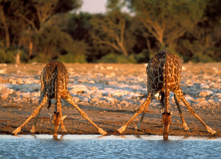 Африка жирафы